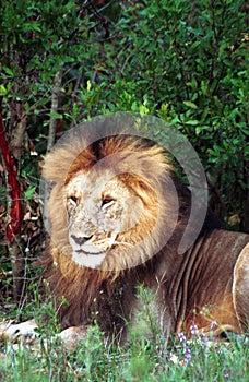 Lion, Maasai Mara Game Reserve, Kenya