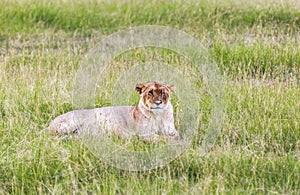 Lion in Maasai Mara, Kenya