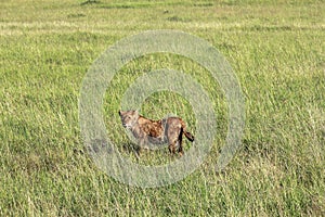 Lion in Maasai Mara, Kenya