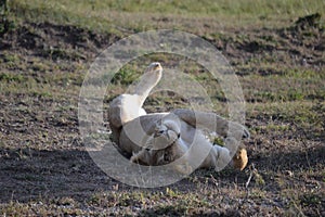 Lion in Maasai Mara, Kenya