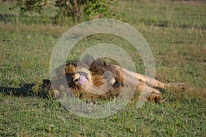 Lion in Maasai Mara, Kenya