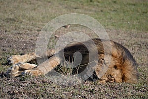 Lion in Maasai Mara, Kenya