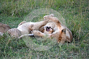 Lion in Maasai Mara, Kenya