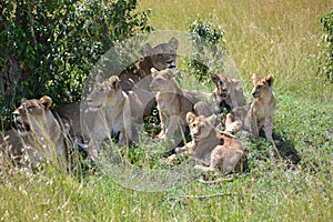 Lion in Maasai Mara, Kenya