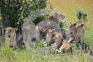 Lion in Maasai Mara, Kenya