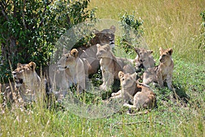 Lion in Maasai Mara, Kenya