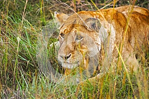 Lion at Maasai Mara NR, Kenya