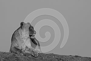 Lion, Madikwe Game Reserve