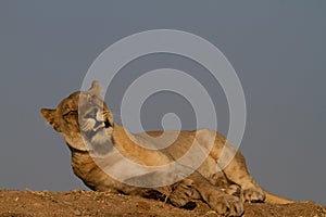 Lion, Madikwe Game Reserve