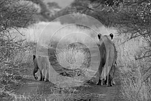 Lion, Madikwe Game Reserve