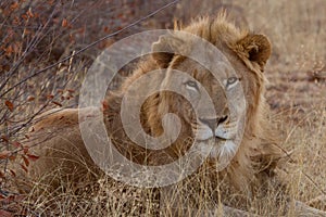 Lion, Madikwe Game Reserve