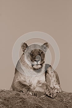 Lion, Madikwe Game Reserve