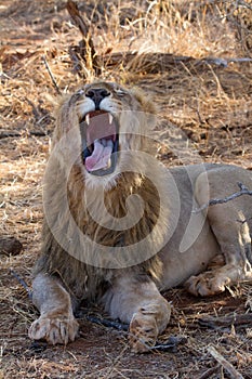 Lion, Madikwe Game Reserve