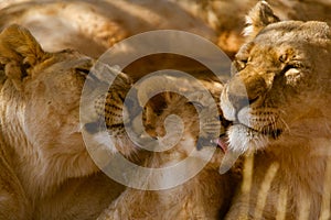 Lion, Madikwe Game Reserve