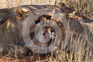 Lion, Madikwe Game Reserve