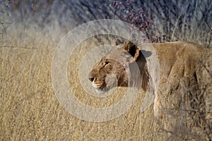 Lion, Madikwe Game Reserve