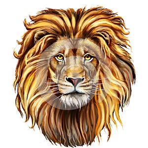 Lion male, aslan