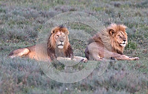 Lion, Male, Coalition, Serengeti Plains, Tanzania, Africa