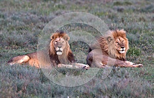 Lion, Male, Coalition, Serengeti Plains, Tanzania, Africa