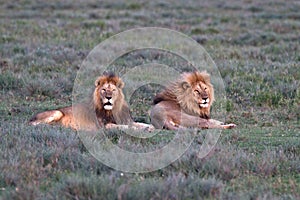 Lion, Male, Coalition, Serengeti Plains, Tanzania, Africa