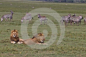 Lion, Male, Coalition, Serengeti Plains, Tanzania, Africa