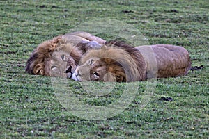 Lion, Male, Coalition, Serengeti Plains, Tanzania, Africa