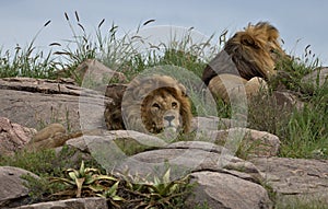 Lion, Male, Coalition, Serengeti Plains, Tanzania, Africa