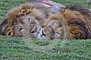 Lion, Male, Coalition, Serengeti Plains, Tanzania, Africa