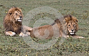 Lion, Male, Coalition, Serengeti Plains, Tanzania, Africa