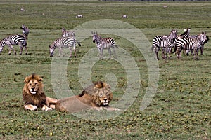 Lion, Male, Coalition, Serengeti Plains, Tanzania, Africa