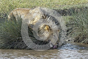 Lion male drinking, close-up