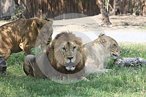 Lion male and female lying on green grass field