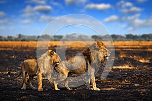 Lion male fight, fire burned destroyed savannah. Animal in fire burnt place, Savuti, Chobe NP in Botswana. Hot season in Africa.