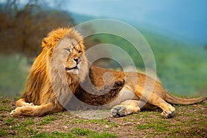 Lion male having a rest lying on the mountain