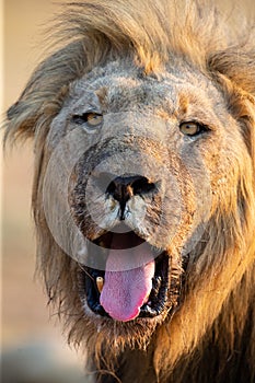 Lion male with a huge mane and long teeth yawn with after eating