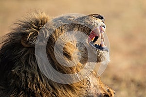 Lion male with a huge mane and long teeth yawn with after eating