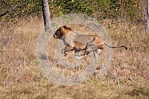 Lion male hunt run fast