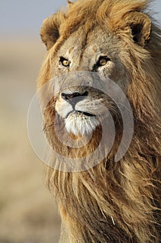 Lion male with large golden mane, Serengeti