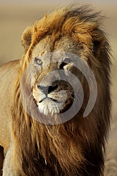 Lion male with large golden mane, Serengeti