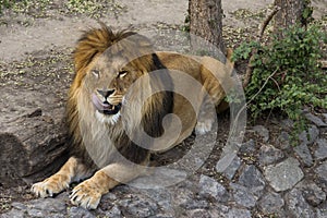 Lion male licking its lips