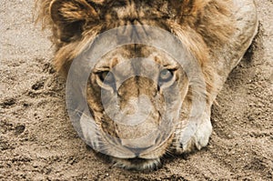 Lion , male lion