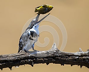 Lion male move in brown grass to kill