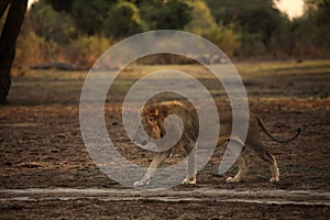 Lion male od the walk Panthera leo