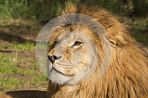 Lion, male. Panthera leo.