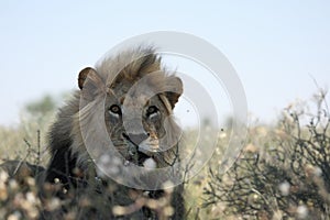 Lion male Panthera leo portrait up to close.