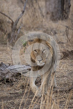 Lion male, Panthera Leo at Kruger National Park