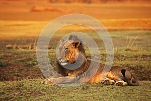 A Lion male Panthera leo lying in dry grassland and looking for the rest of his pride in dark night