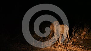 A Lion male Panthera leo lying in dry grassland and looking for the rest of his pride in dark night. Lion male is roaring.