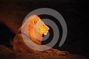 A Lion male Panthera leo lying in dry grassland and looking for the rest of his pride in dark night. Lion male is roaring