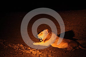 A Lion male Panthera leo lying in dry grassland and looking for the rest of his pride in dark night. Lion male is roaring